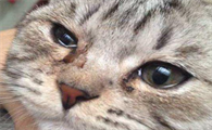 猫咪去泪痕用什么产品好