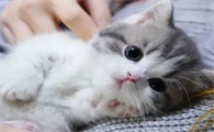 猫尿道炎是什么原因引起的