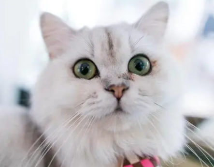 猫不撒尿怎么办