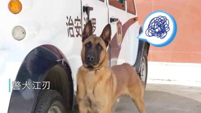 警犬吃太胖被要求减肥,遭5000万网友围观 警犬吃太胖被要求减肥,遭5000万网友围观