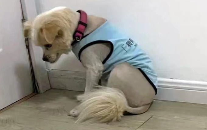 那只穿着破烂的小衣服,守在路口的狗狗,为什么不愿意和人回家? 那只穿着破烂的小衣服,守在路口的狗狗,为什么不愿意和人回家?