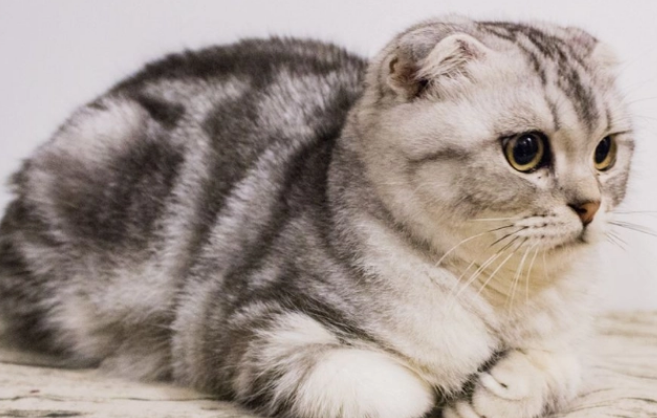 今日科普:折耳猫尾巴僵硬就是发病吗? 今日科普:折耳猫尾巴僵硬就是发病吗?