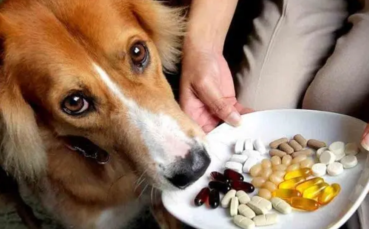 狗狗可以吃维生素c片吗”