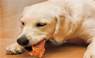 狗能吃猪肉吗