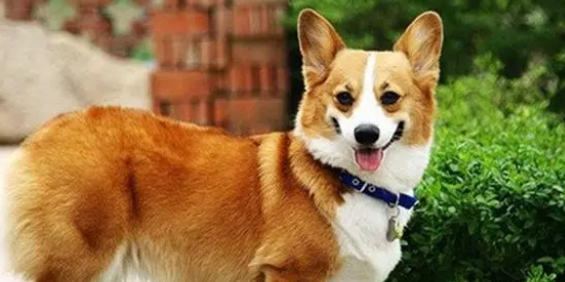 柯基犬第一次例假量大吗?来看看 柯基犬第一次例假量大吗?来看看