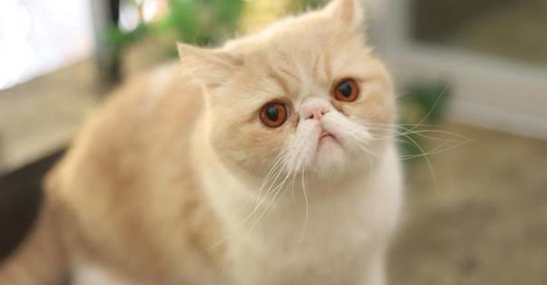 加菲猫呼吸声像有痰一样怎么回事