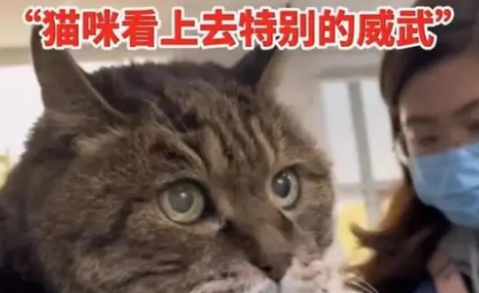 23岁猫咪被众人围观一脸淡定超可爱