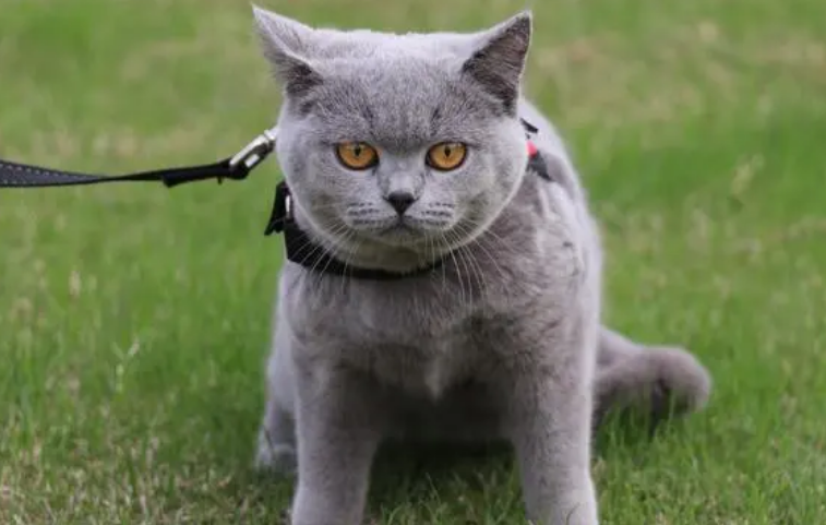 蓝猫长到几个月定型