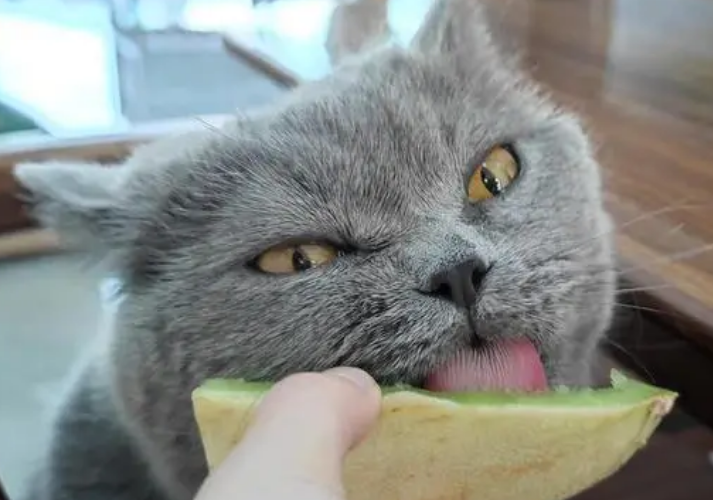 猫能吃哈密瓜吗
