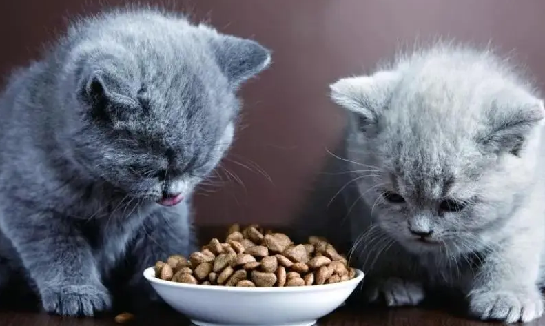 猫咪不爱吃猫粮咋办 猫咪不爱吃猫粮咋办