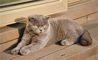猫咪怀孕的表现有哪些