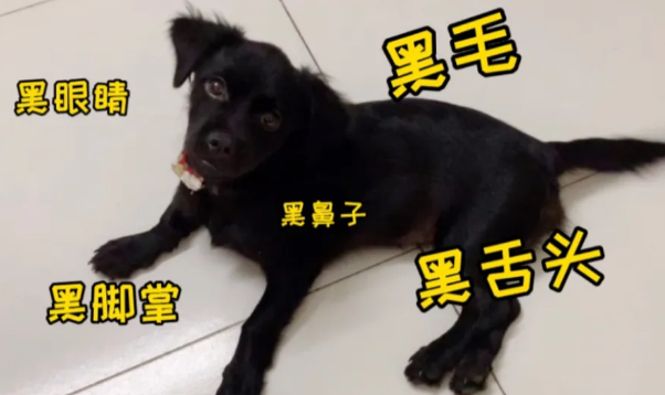 五黑犬一般价格在多少合适啊