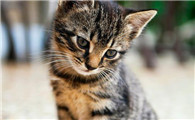 猫瘟如何传染给其他猫
