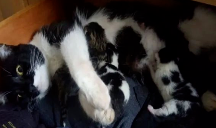 网友翻柜子时,竟翻出一大窝陌生的猫咪 网友翻柜子时,竟翻出一大窝陌生的猫咪
