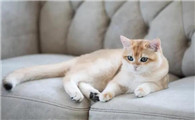猫咪发情怎么缓解