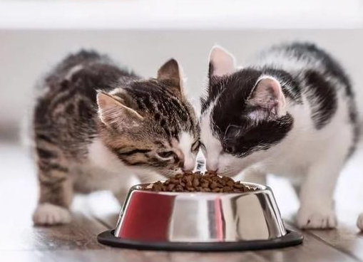 猫可以吃猪肝吗煮熟的 猫可以吃猪肝吗煮熟的