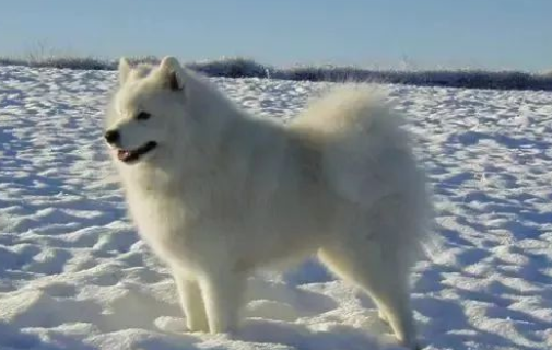 为什么萨摩耶成了禁养犬,怎么导致的? 为什么萨摩耶成了禁养犬,怎么导致的?