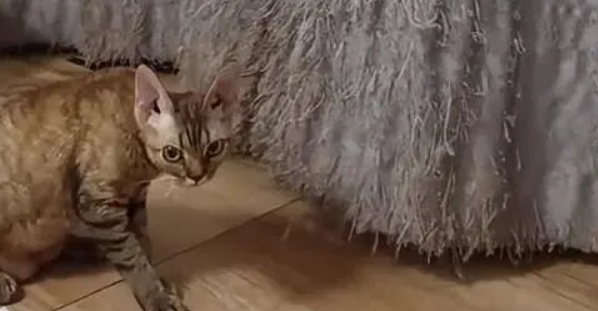 7只猫经过半年的努力，将窗帘撕成流苏状