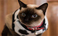 猫尾巴最后一节弯了会恢复吗