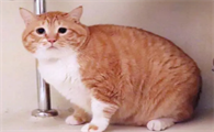 猫几个月下崽正常