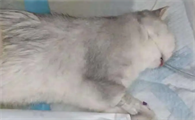 母猫需要绝育手术吗
