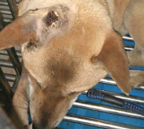 狗狗打架耳朵受伤化脓怎么办呢 狗狗打架耳朵受伤化脓怎么办呢