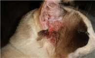 猫耳螨症状表现