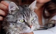 养猫注意事项