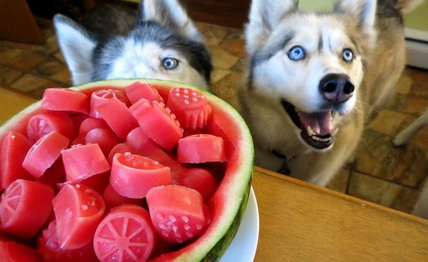 狗狗能吃西瓜吗为什么