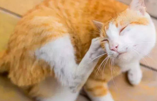 怎样给猫咪驱虫便宜安全 怎样给猫咪驱虫便宜安全