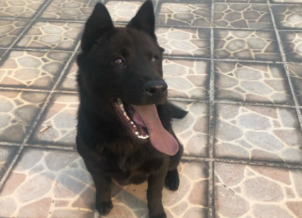 五黑犬厉害吗