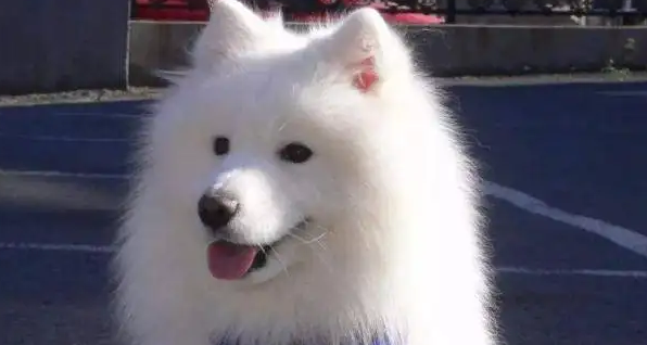 银狐犬和萨摩耶哪个贵?对比一下~ 银狐犬和萨摩耶哪个贵?对比一下~