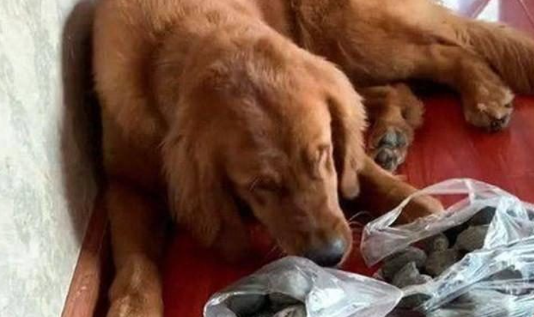 金毛喜欢往家里叼石头,隔了一个多月主人整理后:这谁顶得住呀 金毛喜欢往家里叼石头,隔了一个多月主人整理后:这谁顶得住呀