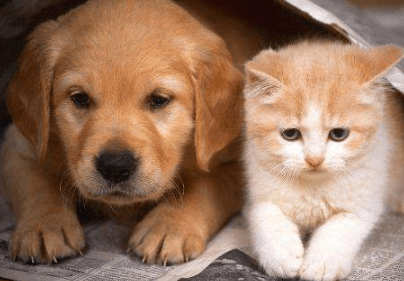 狗狗为啥喜欢吃猫粮