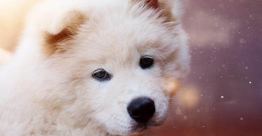 土狗白毛狗红鼻子好吗 土狗白毛狗红鼻子好吗