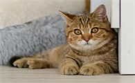 猫咪感冒了会出现什么症状表现