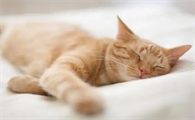 猫一般几个月下崽