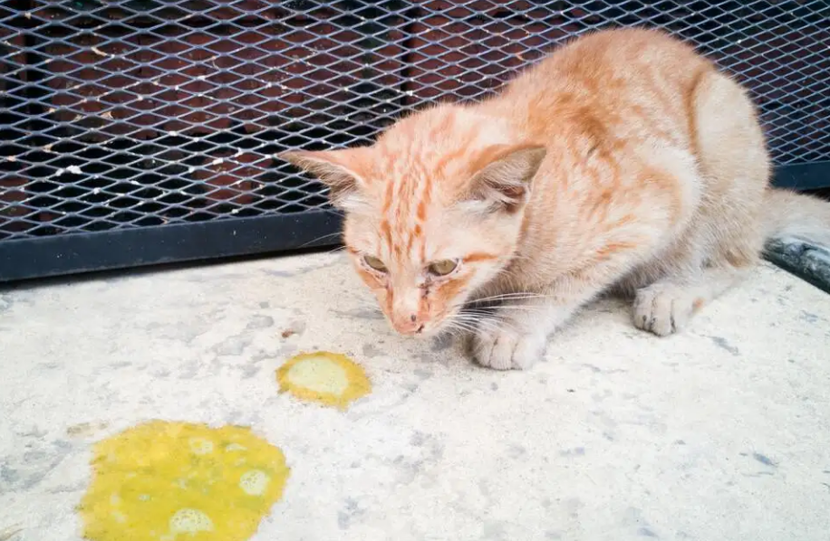 猫误食蟑螂药怎么办