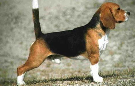 米格鲁猎兔犬性格看这篇文章就知道了