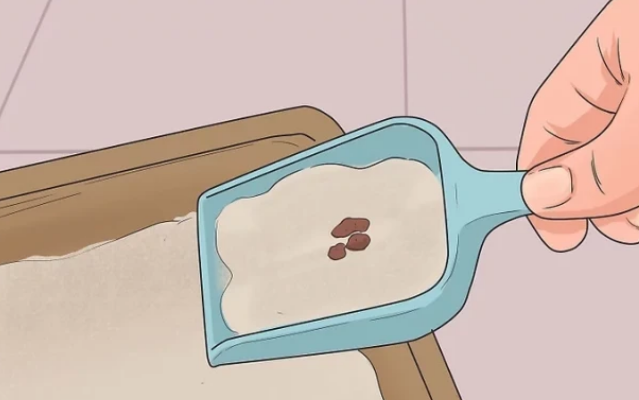 如何教猫咪使用猫砂盆 如何教猫咪使用猫砂盆