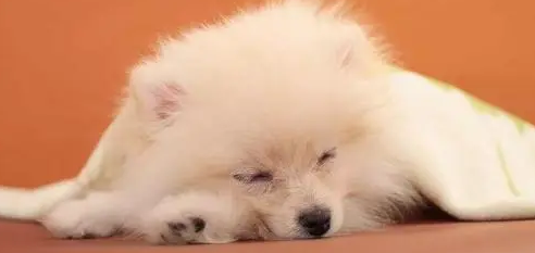 狗狗发烧症状有哪些表现