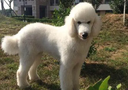 铲屎官科普：巨贵幼犬各个时期身高体重是怎样的！
