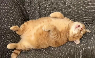 猫四脚朝天睡觉是什么意思