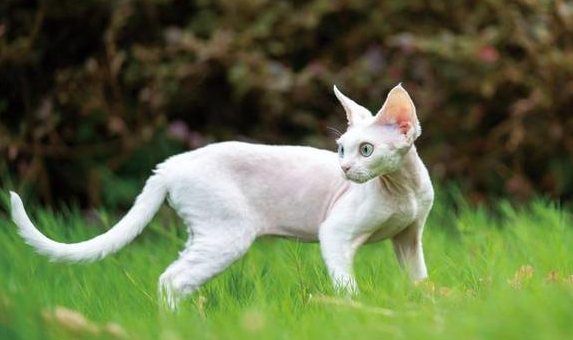 德文猫吵吗 德文猫吵吗