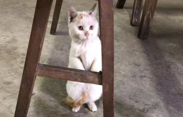 网友出差把猫托付母亲照顾,结果变样 网友出差把猫托付母亲照顾,结果变样