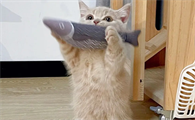 两个月小猫可以吃猪肝吗