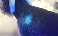 猫藓灯照出来的荧光是什么样子