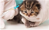 猫咪体外驱虫中毒了怎么救