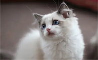 如何给猫咪催吐好