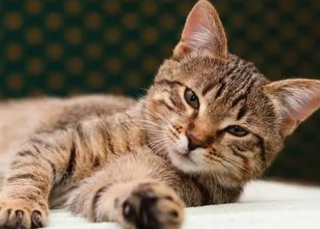 猫的脚垫发热的正常吗 猫的脚垫发热的正常吗